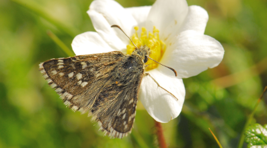 Un exemplar de merlet boreal