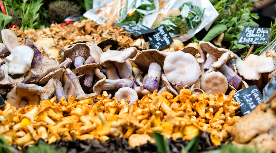 Una gran varietat de bolets