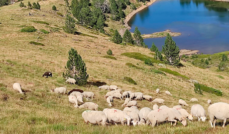 ramat d'ovelles