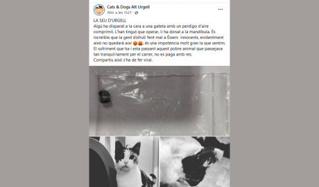 Denúncia de Cats&Dogs per l'atac amb perdigons contra un gat a la Seu