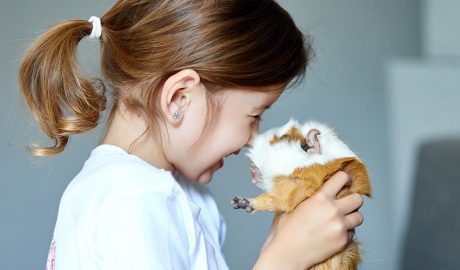 El cobai, una mascota molt sociable