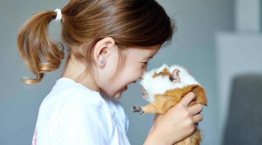 El cobai, una mascota molt sociable