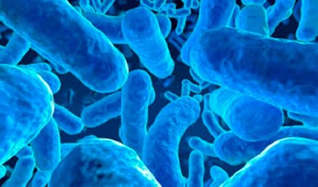 Microscòpia de probiòtics