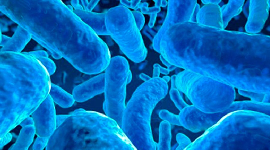 Microscòpia de probiòtics 