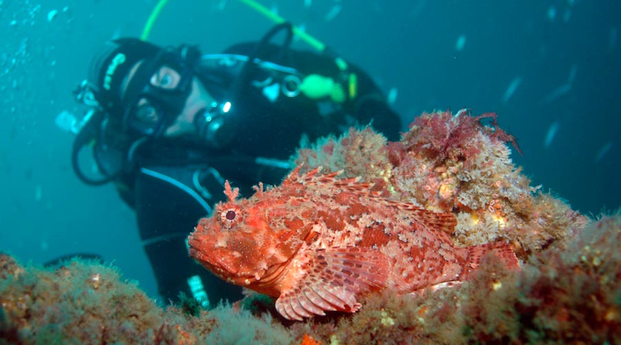 Submarinista amb un peix