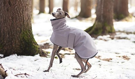 Un gos amb una protecció per al fred