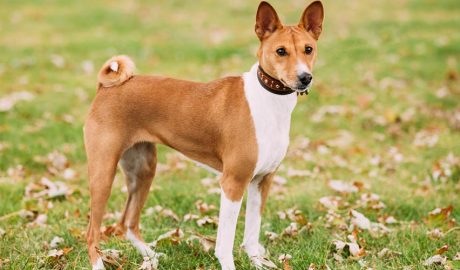 Basenji