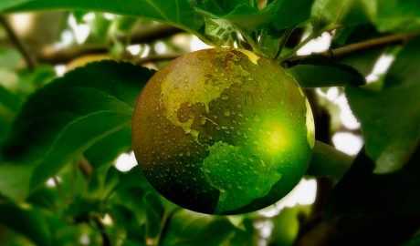 Fruita verda en forma de bola del món