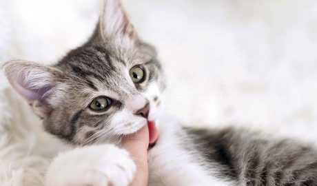 Gat mossegant un dit