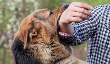 Gos mossegant un braç