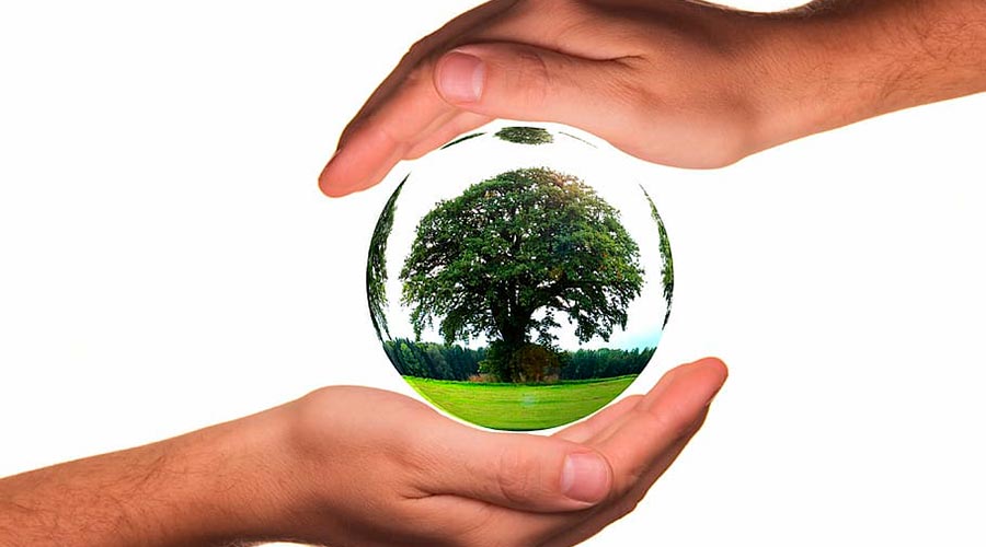 Bola amb un arbre dins