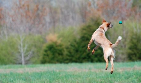 gos agafant una pilota
