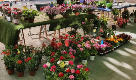 Venta de flors per a la campanya Contra la Fam a la Seu d'Urgell