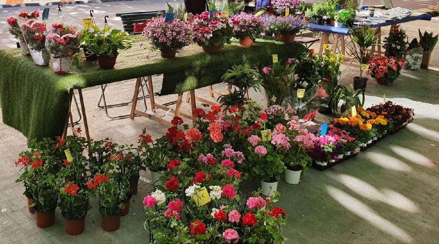 Venta de flors per a la campanya Contra la Fam a la Seu d'Urgell