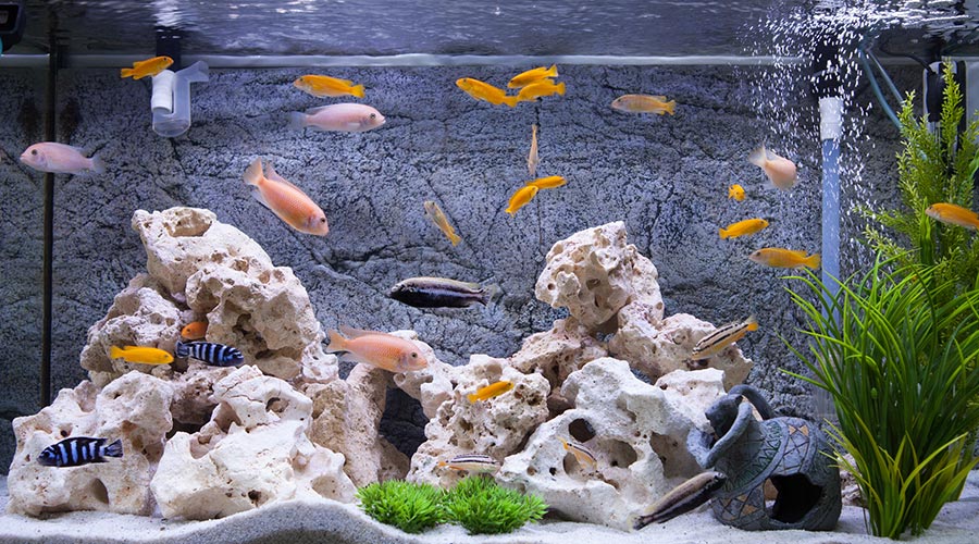 Aquari amb peixos 