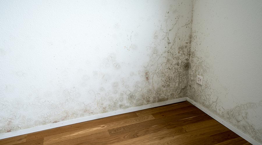 Floridura en una paret