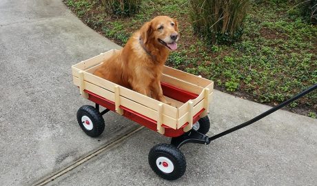 Gos en un carretó