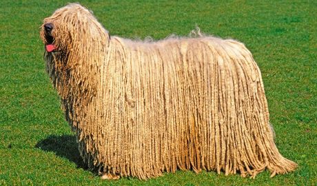komondor