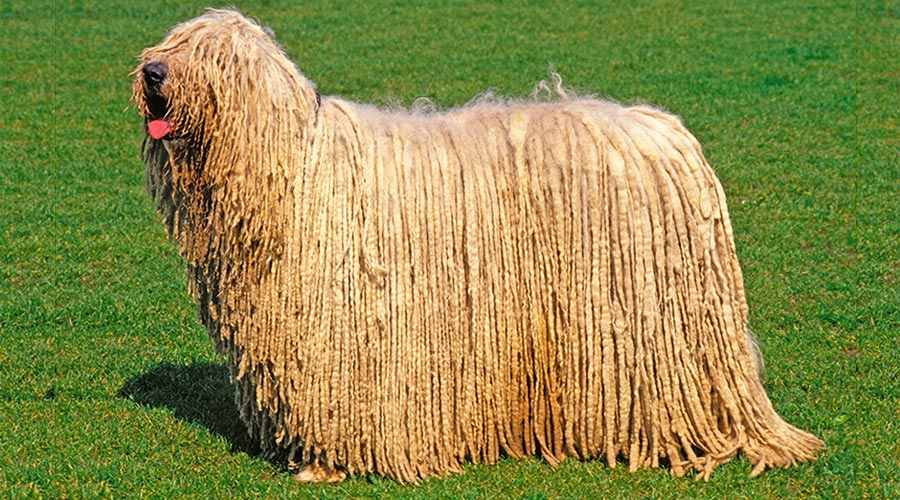 komondor