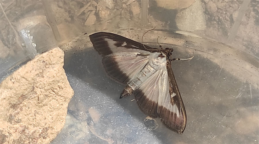 Una papallona del boix