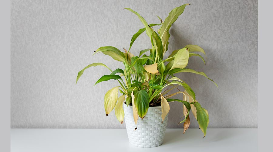 Planta amb fulles seques