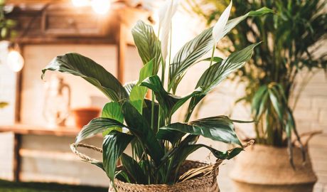 Plantes d'interior