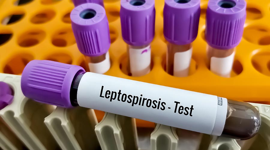 Tub amb Leptospirosi