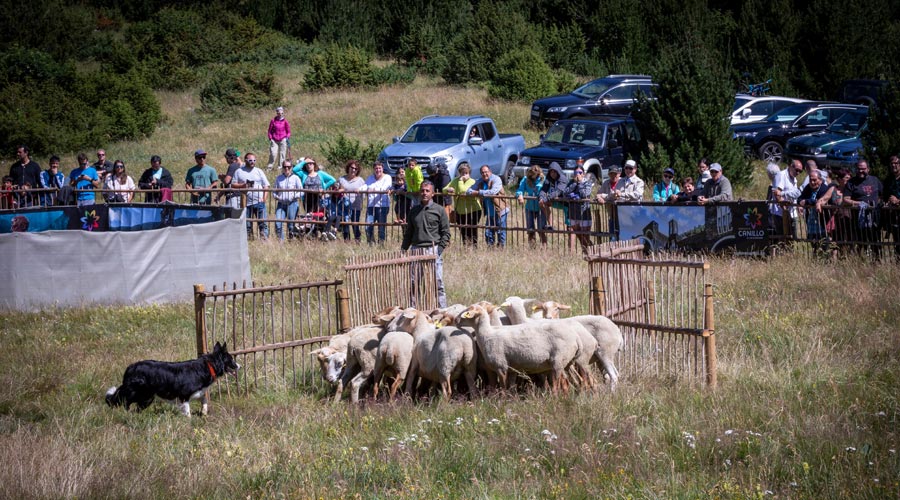 Torna a Canillo el Campionat de concursos de gossos d’atura dels Països Catalans