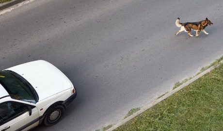 Gos a la carretera