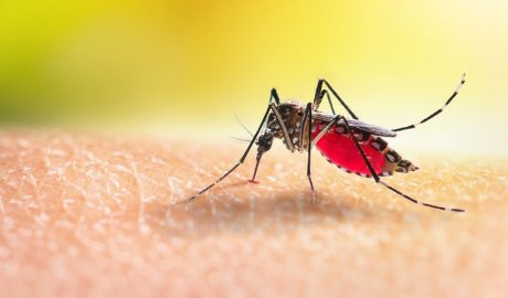 Com espantar els mosquits de manera natural