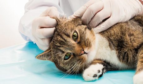 Netejant orelles d'un gat