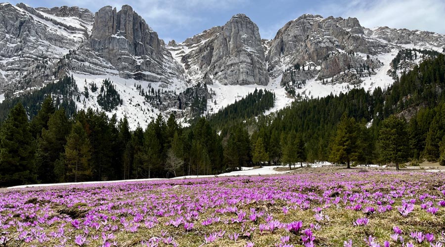 Prat de Cadí, al Parc Natural del Cadí-Moixeró