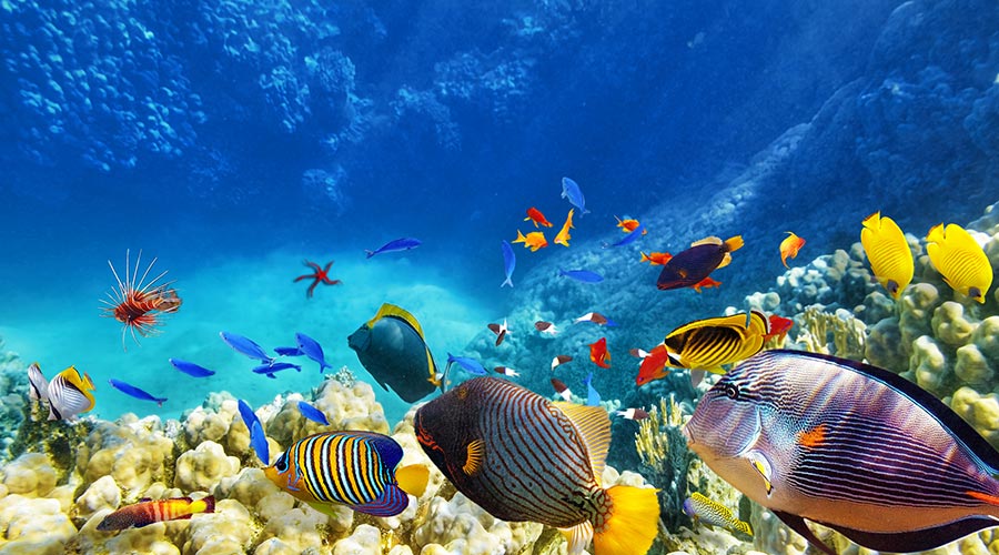 peixos