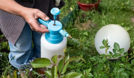 Tractament per a les plantes