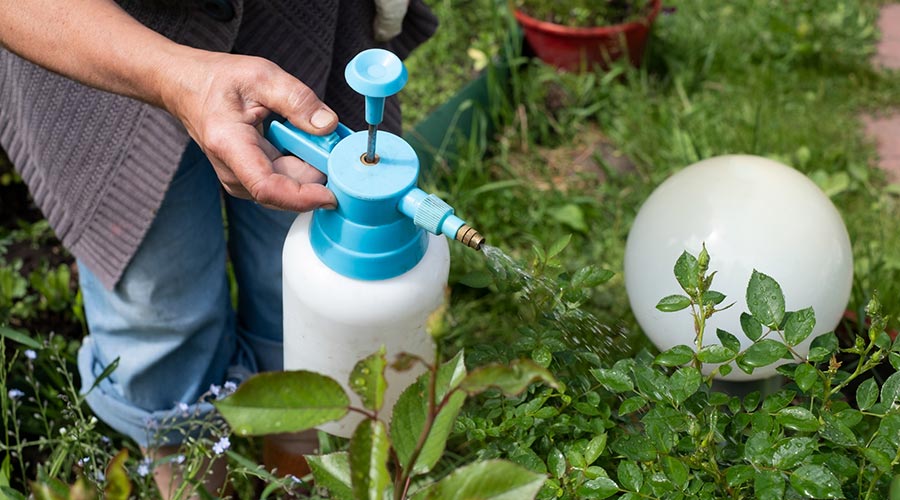 Tractament per a les plantes