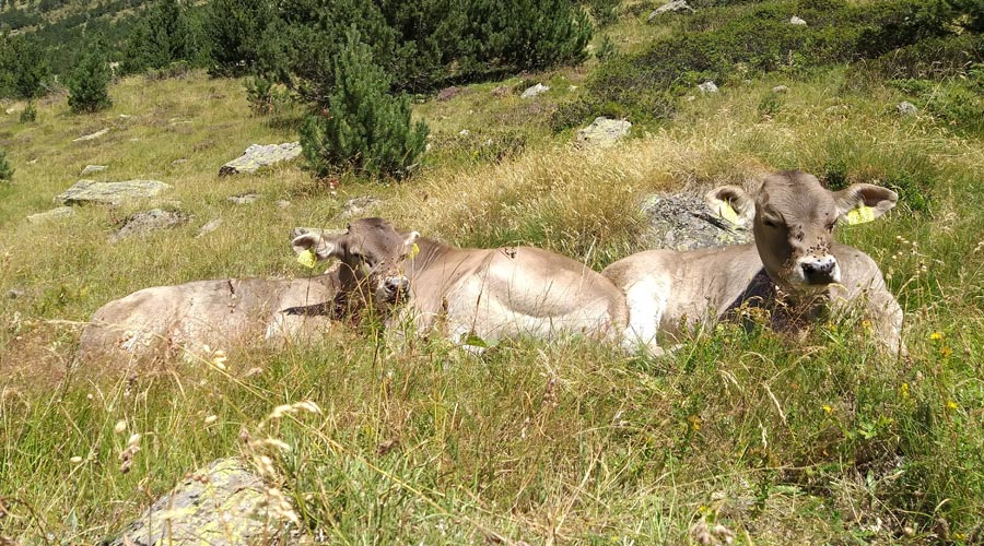 Fotos, bestiar, flors i petjada de carboni són les propostes d'Andorra Sostenible per al juliol
