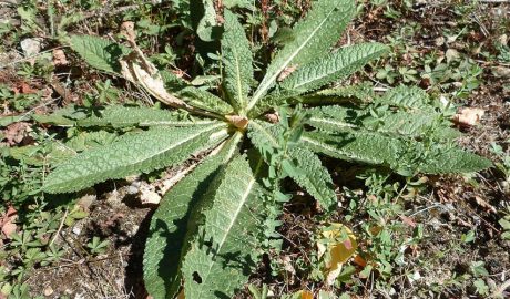Consells i mètodes per al control de males herbes
