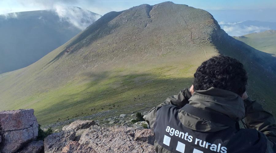 Un agent rural observant isards al Cadí