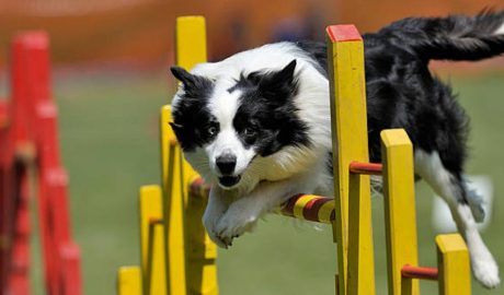 Un gos en un circuit d'agility