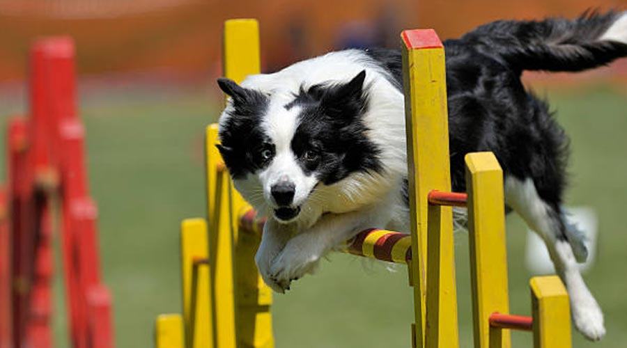 Un gos en un circuit d'agility