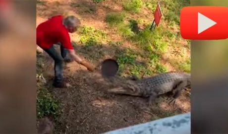Defensa d'un cocodril a cops de paella