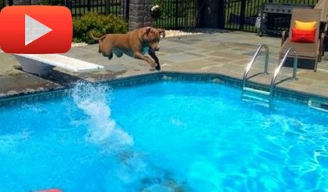 Gos saltant a una piscina