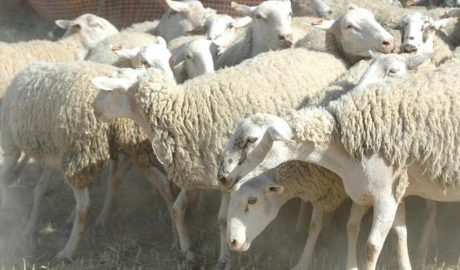 Un ramat d'ovelles