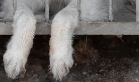 Maltractament animal: les claus per a denunciar-ho