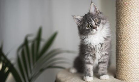 El que has de saber per a tenir el primer gat a casa