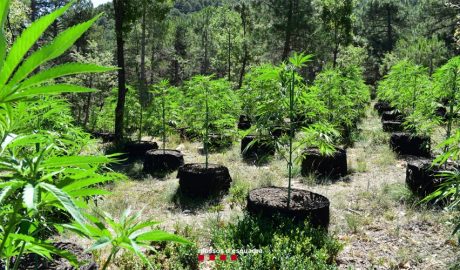 Plantes de Marihuana intervingudes a Coll de Nargó