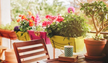 Plantes d'estiu
