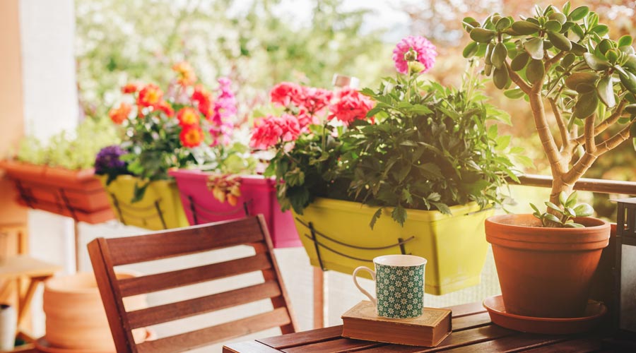 Plantes d'estiu