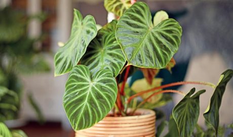 Omple la teva casa d'harmonia amb aquestes plantes zen