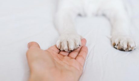 Coses que no sabies de les potes del teu gos